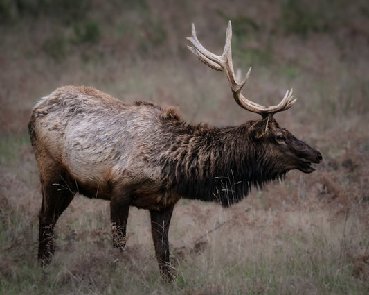 Morning Bull Elk