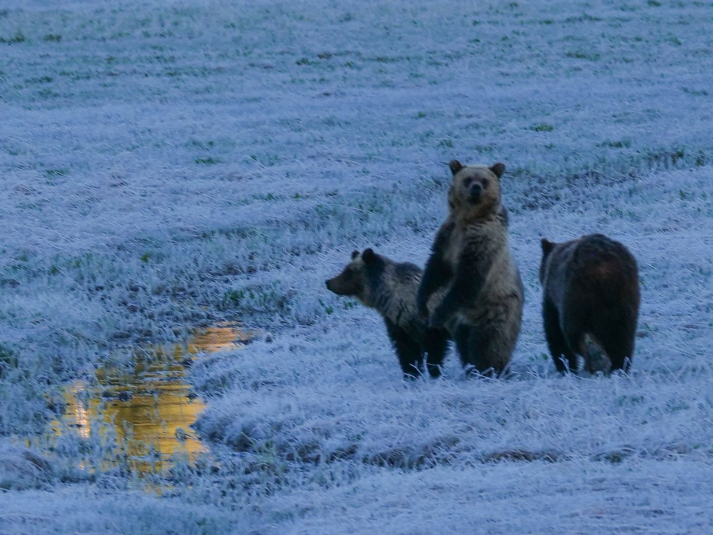 All Clear, Grizzlies