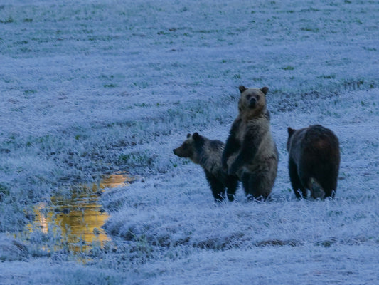 All Clear, Grizzlies