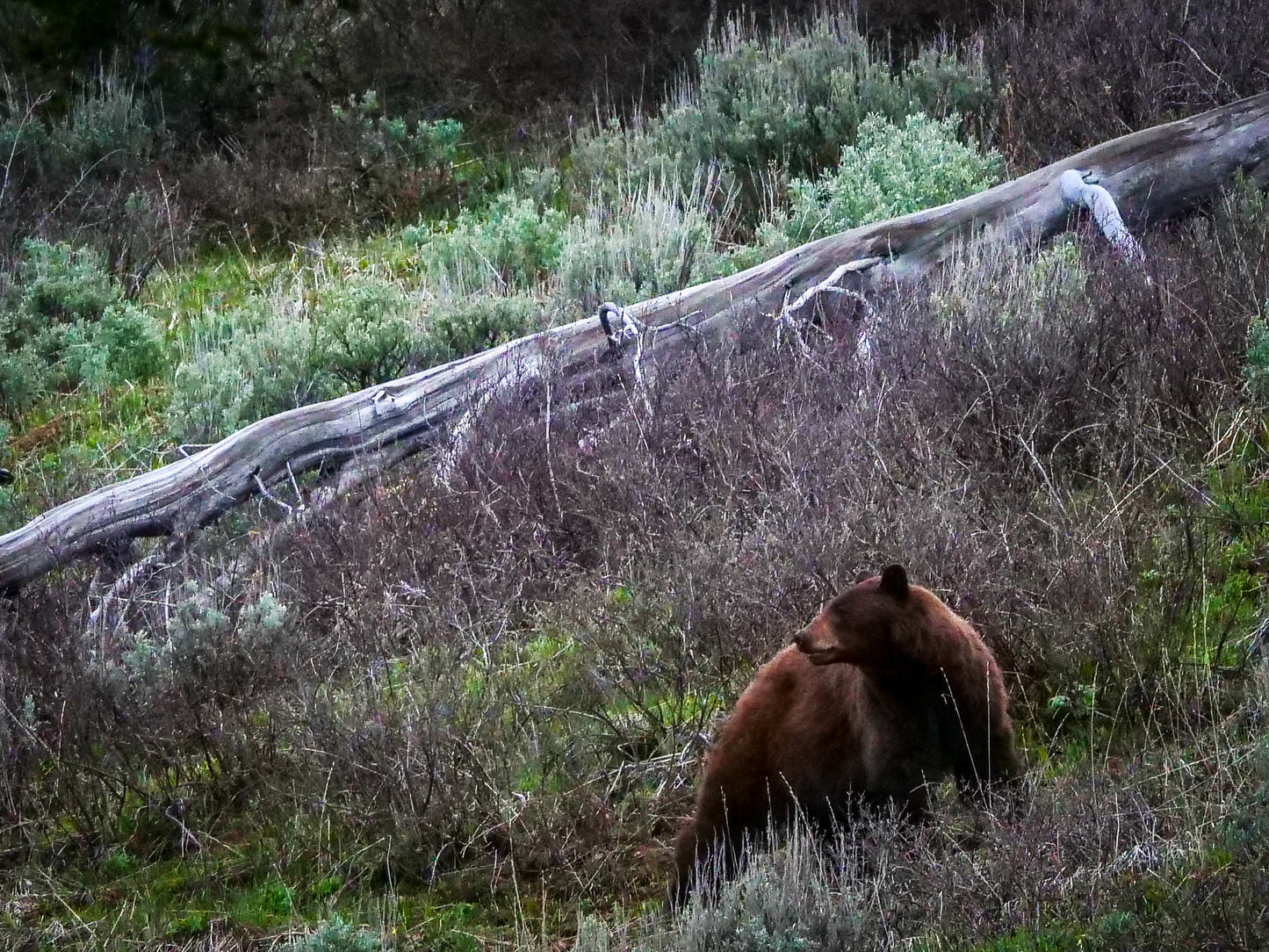 Dunraven Cinnamon Black Bear