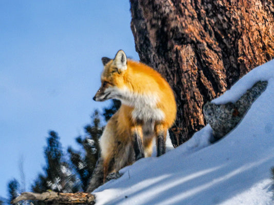 Yellowstone Red Fox